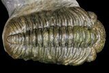 Aesthetic Association of Four Trilobites From Ofaten, Morocco #175055-8